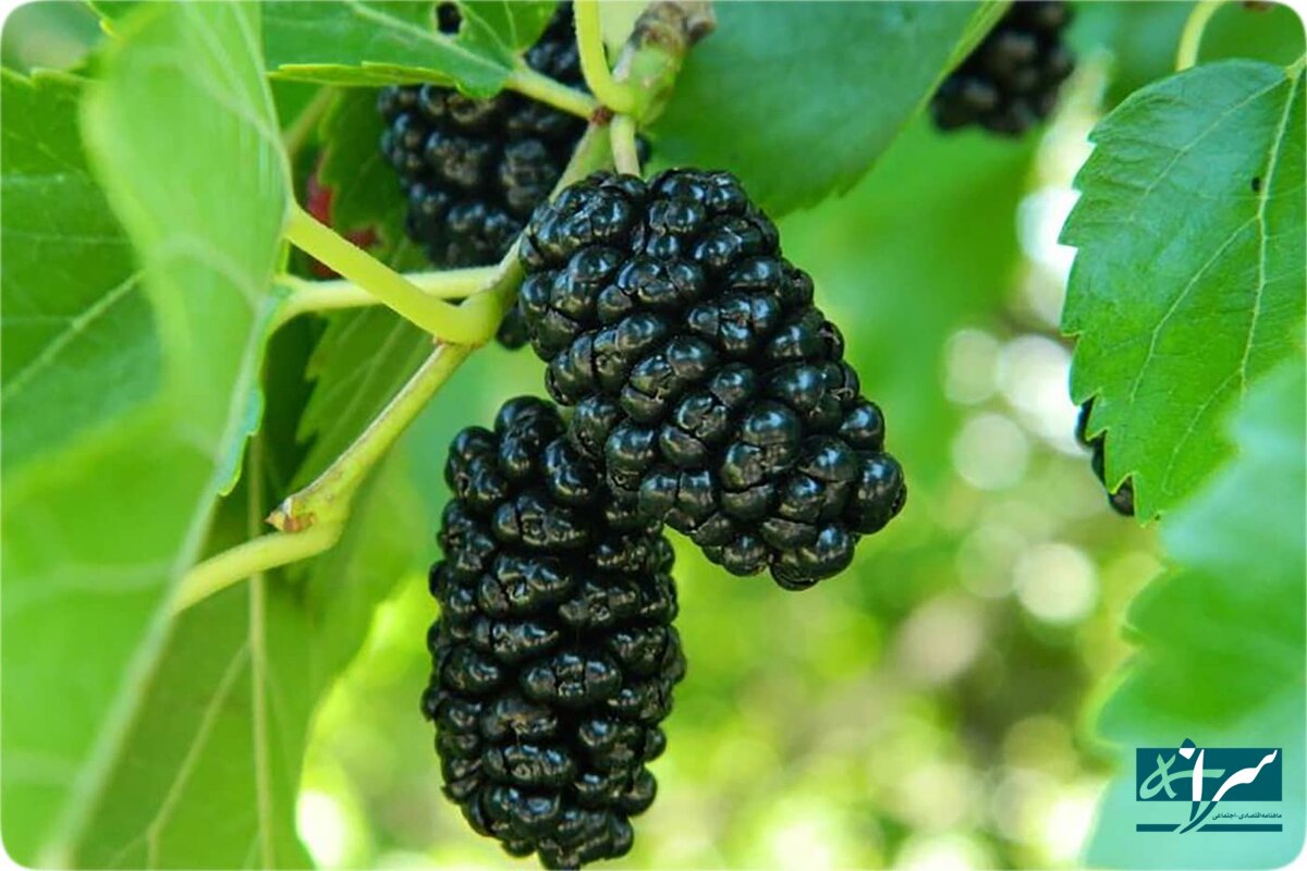 قیمت عجیب میوه محبوب / کیلویی ۵۰۰ هزار تومان!