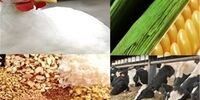 پارادوکس بازار مرغ: رکوردشکنی جوجه‌ریزی در آستانه حذف ارز ترجیحی! چه کسی سود می‌کند؟