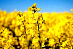 لایحه جنجالی دولت/ خودکفایی در خطر، امنیت غذایی تهدید شد!