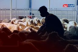 فوری: قیمت دام زنده امروز ۲۸ بهمن ۱۴۰۴ به کجا رسید؟ شوک گرانی یا ارزانی؟ + جدول