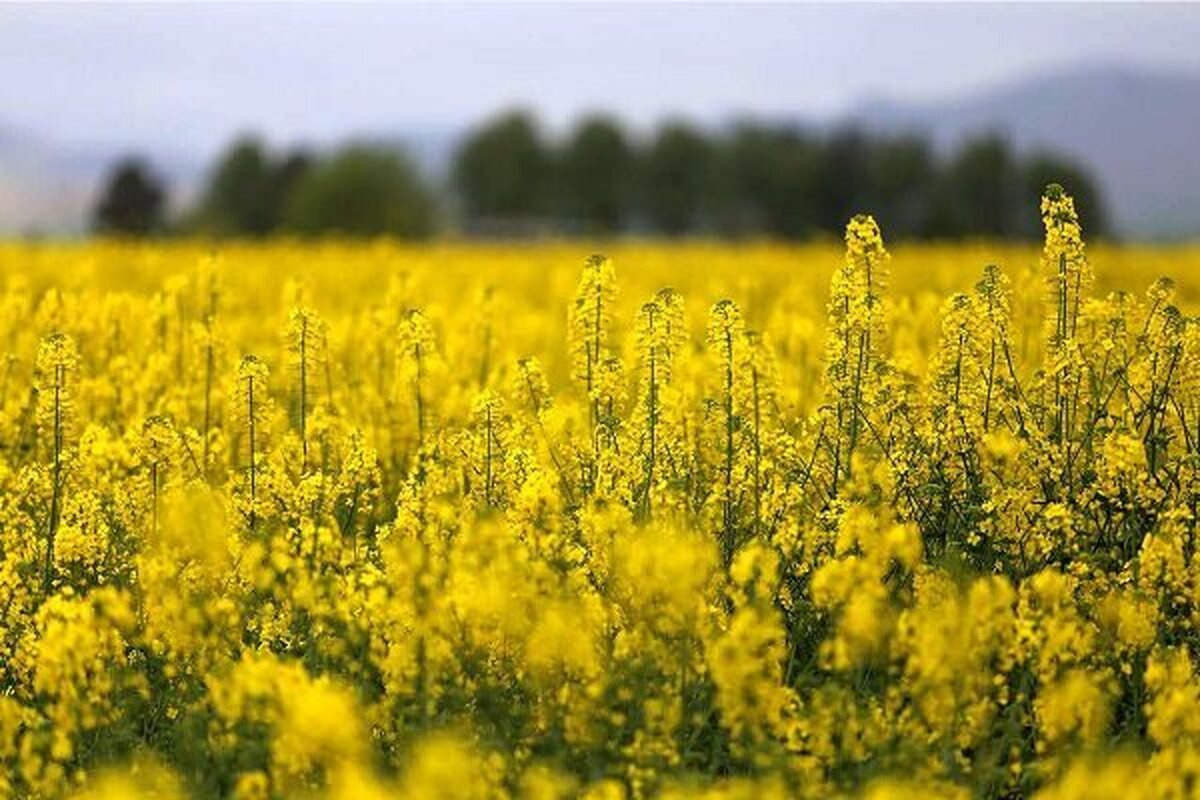 افشای پشت پرده: دانه‌های روغنی از چنگ دولت خارج شد، واردکنندگان غیردولتی در راهند!