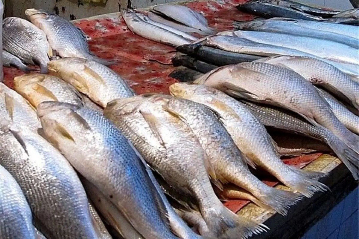 خداحافظی با ماهی محبوب وارداتی/ پرونده «تیلاپیا خارجی» برای همیشه بسته شد!