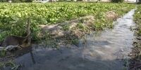 فائو همه را انگشت به دهان گذاشت: راه حل قحطی در قلب فناوری هسته‌ای است!