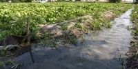 فائو همه را انگشت به دهان گذاشت: راه حل قحطی در قلب فناوری هسته‌ای است!