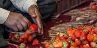 توت‌فرنگی‌های جهش‌یافته: آیا طعم آنها با بمب اتمی بهتر می‌شود؟