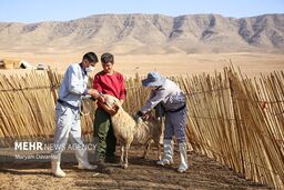 طغیان تب‌برفکی در سمنان: واکسیناسیون دام‌ها ادامه دارد، اما خطر همچنان پابرجاست!