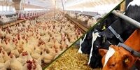 بمب خبری: نیاز یک میلیون تنی نهاده دامی در ماه، سفره‌ها را خالی می‌کند؟