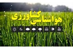 آیا شما هم این اشتباه مهلک را مرتکب می‌شوید؟ خطر پنهان کاشت زودهنگام نهال مرکبات!