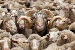 در آستانه عید قربان؛ دام زنده کیلویی چند؟