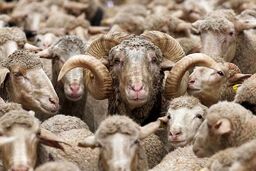 در آستانه عید قربان؛ دام زنده کیلویی چند؟