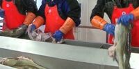 صنعت هسته‌ای جان می‌گیرد: بسته‌بندی‌های ضد باکتری مواد غذایی تحول‌آفرین می‌شوند!