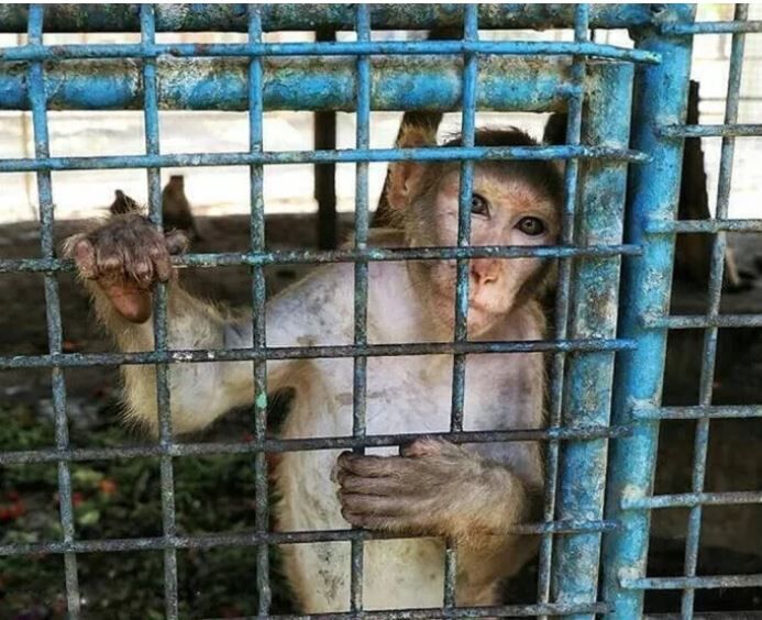 پلمپ یک باغ وحش با دستور قضایی