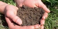 حراست جهاد کشاورزی: گوشت و مرغ دست کیست؟ امنیت غذایی در خطر!