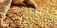 بمب خبری بازار ابریشم: قیمت مصوب پیله تر 1405 جنجال آفرین شد!