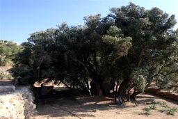 فلسطین ماندنی است؛ مادر زیتون، تاریخ 5500 ساله در مقابل چشمان جهان!