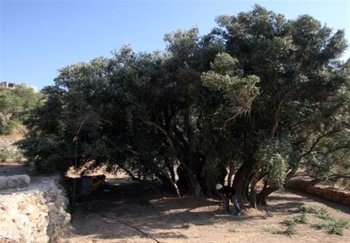 فلسطین ماندنی است؛ مادر زیتون، تاریخ 5500 ساله در مقابل چشمان جهان!