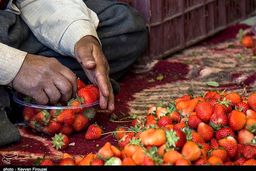 توت‌فرنگی‌های جهش‌یافته: آیا طعم آنها با بمب اتمی بهتر می‌شود؟