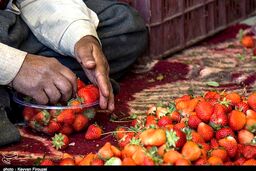 توت‌فرنگی‌های جهش‌یافته: آیا طعم آنها با بمب اتمی بهتر می‌شود؟
