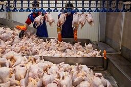 تکذیب قیمت‌های نجومی مرغ: چه کسی حقیقت را پنهان می‌کند؟