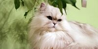 کلاه بزرگی که سرمان رفت + جزئیات