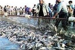 رسوایی بزرگ در دریای خزر: صید ماهی ۲۰ درصد بیشتر شد!
