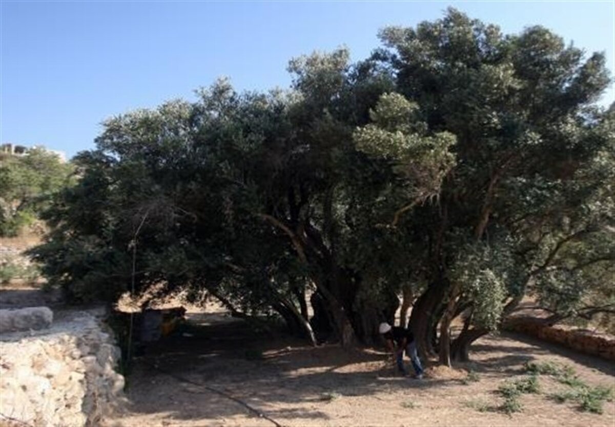 فلسطین ماندنی است: راز 5500 سال زیتون و مادران مقاوم
