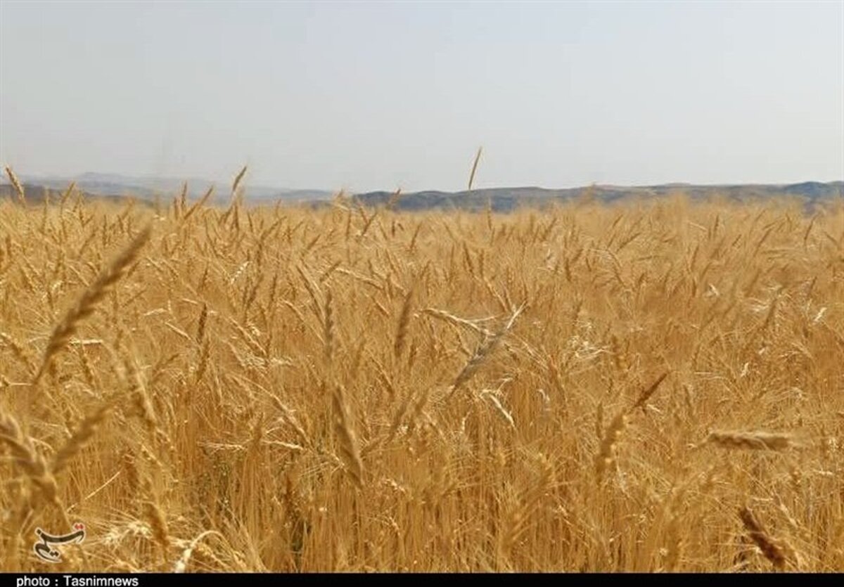 شوک 52 هزار تومانی گندم: سفره مردم در خطر