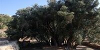 فلسطین ماندنی است؛ مادر زیتون، تاریخ 5500 ساله در مقابل چشمان جهان!