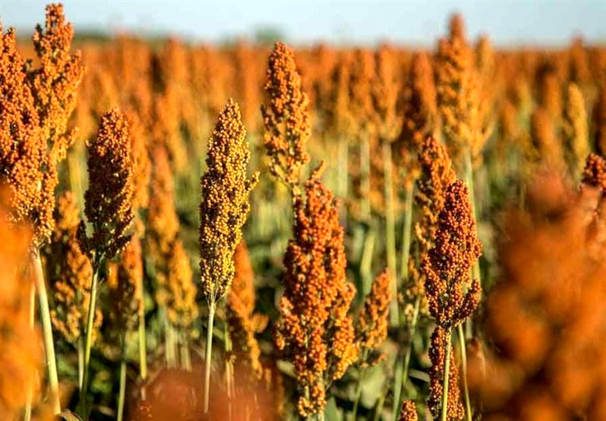 بحران آب ایران: سورگوم؛ راه حل شوک‌آور برای نجات کشاورزی از نابودی!