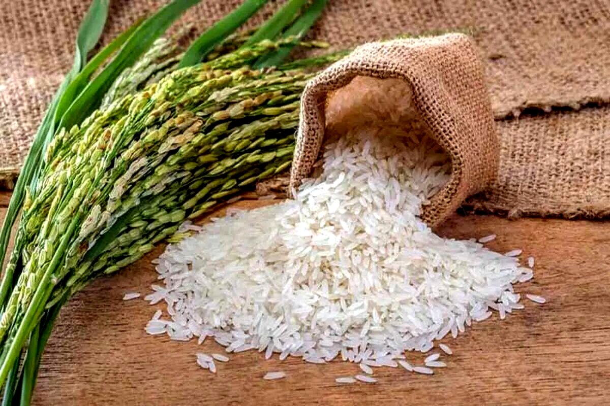 علت افزایش قیمت برنج بالاخره لو رفت