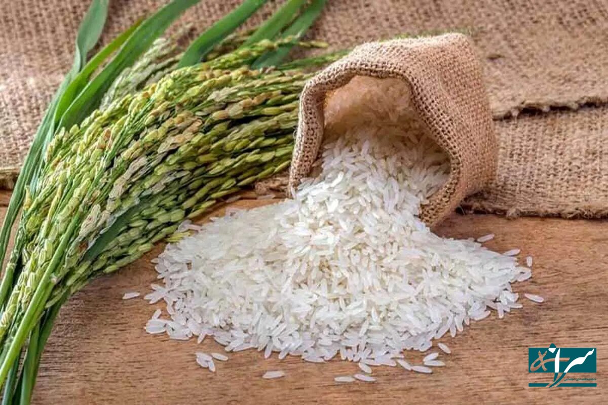 خبری از برنج هاشمی ۱۳۰ هزار تومانی نیست