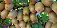 خط و نشان ایران برای هندی‌ها