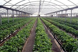 کابوس سرمازدگی بهاره: باغات ایران در آستانه فاجعه!