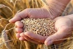 فوری و تکان‌دهنده: نرخ خرید تضمینی گندم زیر و رو می‌شود!