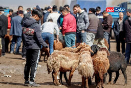 شوک بزرگ در بازار دام زنده 15 دی 1404: این قیمت‌ها را باور نمی‌کنید! (جدول)