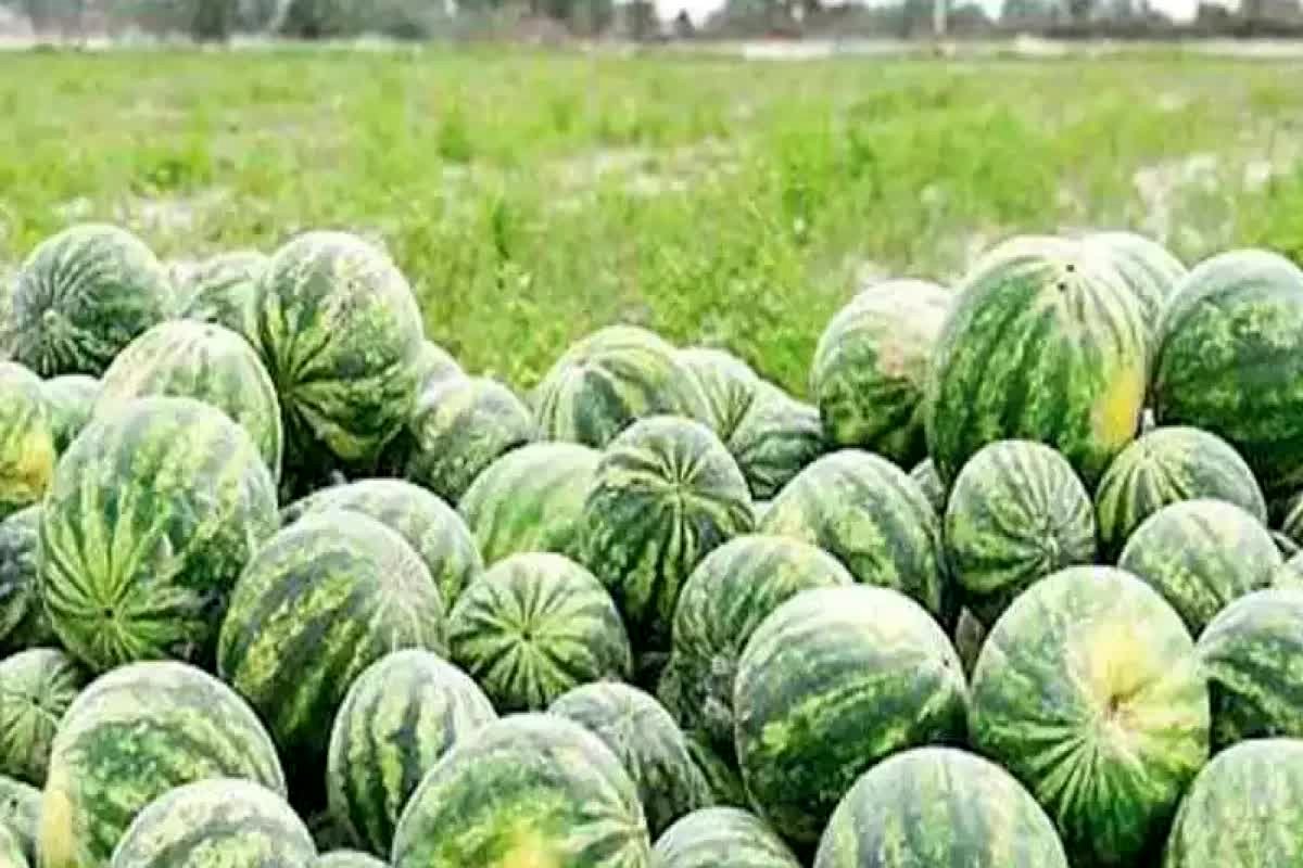 خبر داغ: صیفی‌جات در ماه رمضان فرو می‌ریزند؛ وعده جنجالی رئیس اتحادیه مشهد!