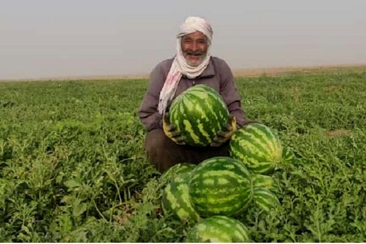 جاسک زیر آب هندوانه رفت؛ برداشت پاییزه با غوغا!