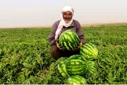 جاسک زیر آب هندوانه رفت؛ برداشت پاییزه با غوغا!
