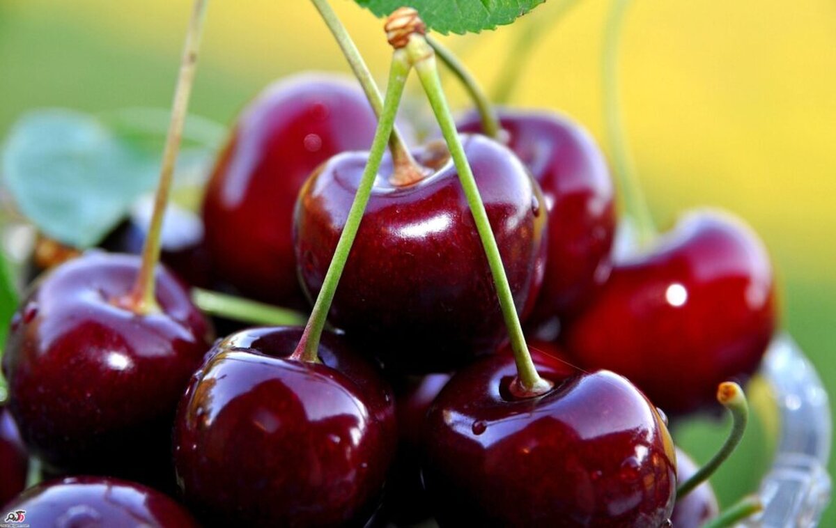 گیلاس به قیمت طلا!
