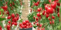 صادرات دانش‌بنیان: بحران بی‌نظمی، فرصت‌های میلیاردی را می‌بلعد!