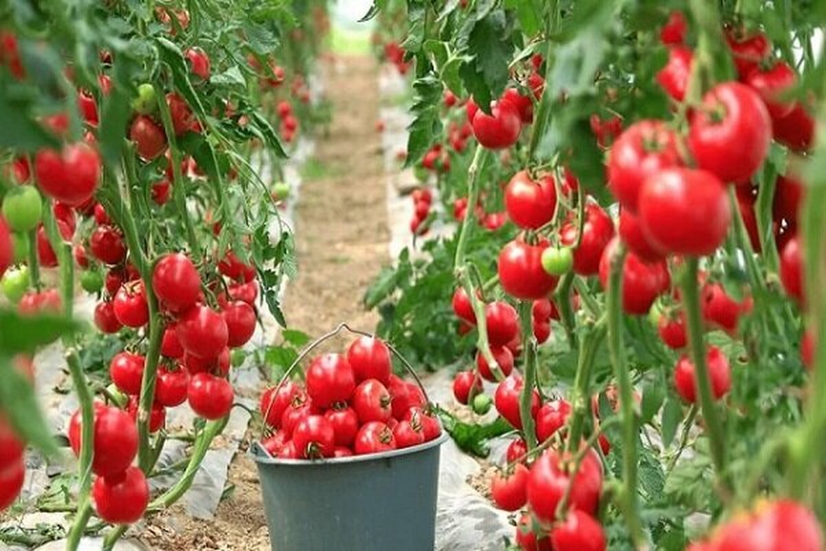 انقلاب در صنعت گلخانه؟ مدل فناورانه جدید مصرف گاز را نصف می‌کند؟