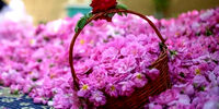 اقتصاد گل محمدی در ایران / از گلاب‌گیری تا صادرات و ارزآوری