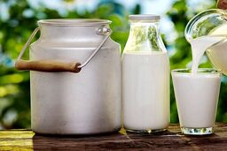 بحران شیر در آستانه انفجار: زنگ خطر برای دولت به صدا درآمد!