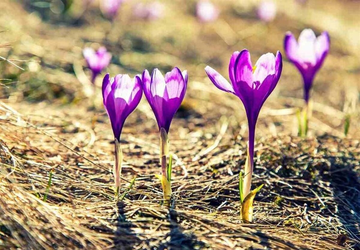 وای! ایران در آستانه کم‌آبی، اما این گیاهان غوغا می‌کنند! زعفران، تریکاله، کینوا نجات‌دهندگان احتمالی؟