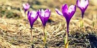 سیل گل‌ها در کویر؟زعفران، تریکاله و کینوا؛ نجات‌بخش بی‌آبی ایران!