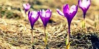 سیل گل‌ها در کویر؟زعفران، تریکاله و کینوا؛ نجات‌بخش بی‌آبی ایران!