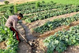 فاجعه در ایلام: کشاورزی سنتی در حال نابودی است، مسئولان خوابند!