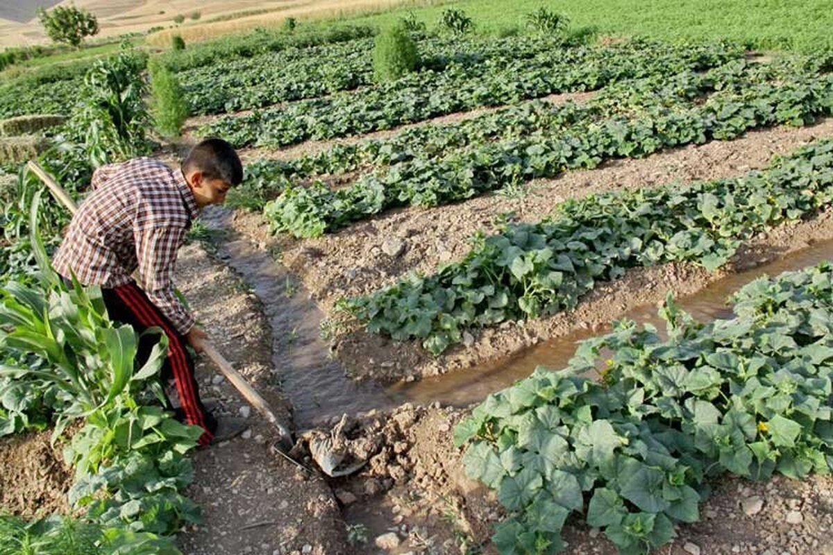 فاجعه در ایلام: کشاورزی سنتی در حال نابودی است، مسئولان خوابند!