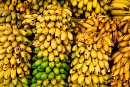 فاجعه در گمرک؛ هزار تُن موز و سیب در آستانه نابودی!