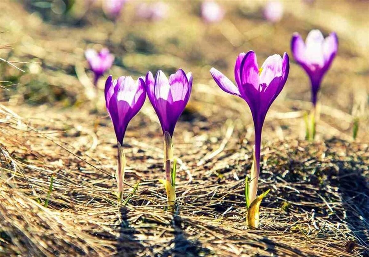 سیل گل‌ها در کویر؟زعفران، تریکاله و کینوا؛ نجات‌بخش بی‌آبی ایران!